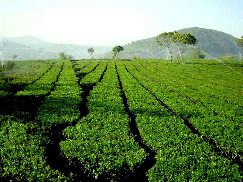 绿色茶叶生产环境